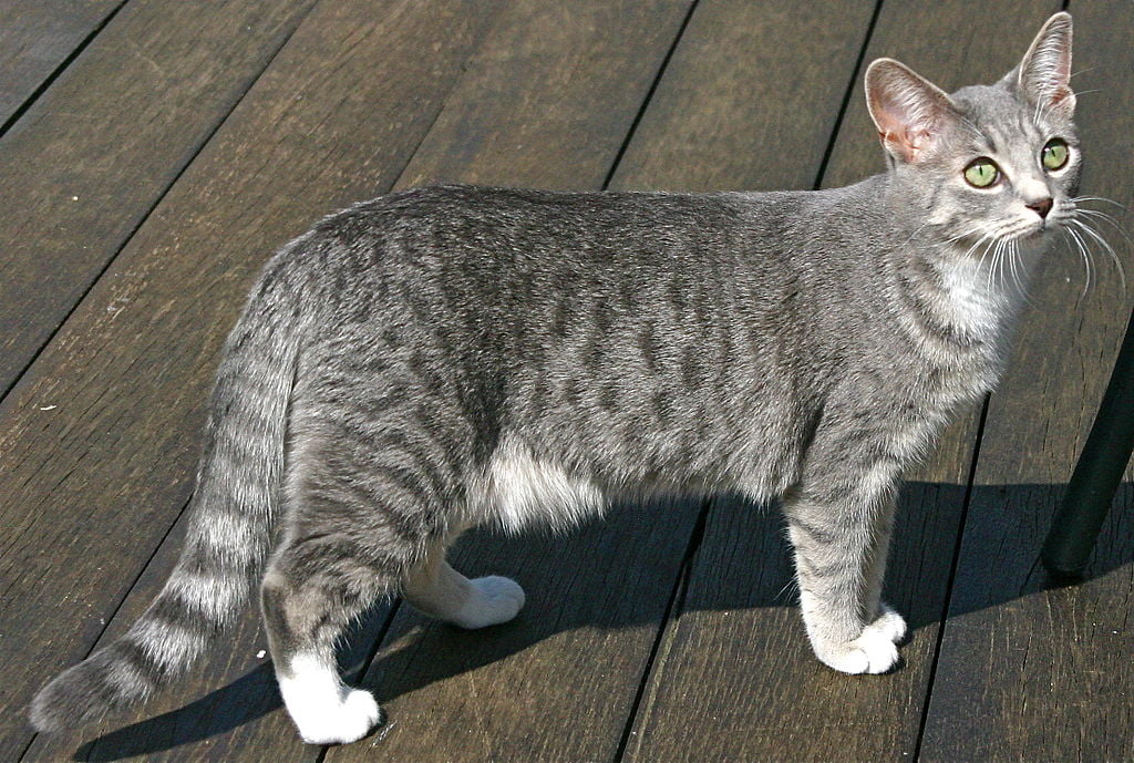 Egyptian Mau