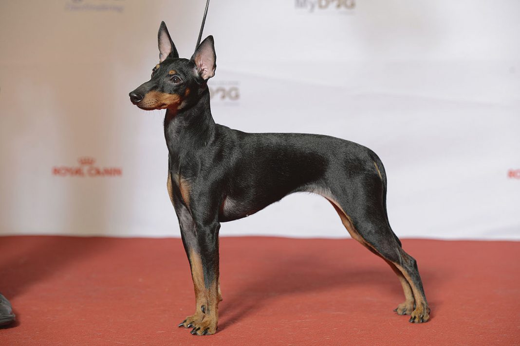 English Toy Terrier - câinele din rândul terrierilor prinzător de șoareci