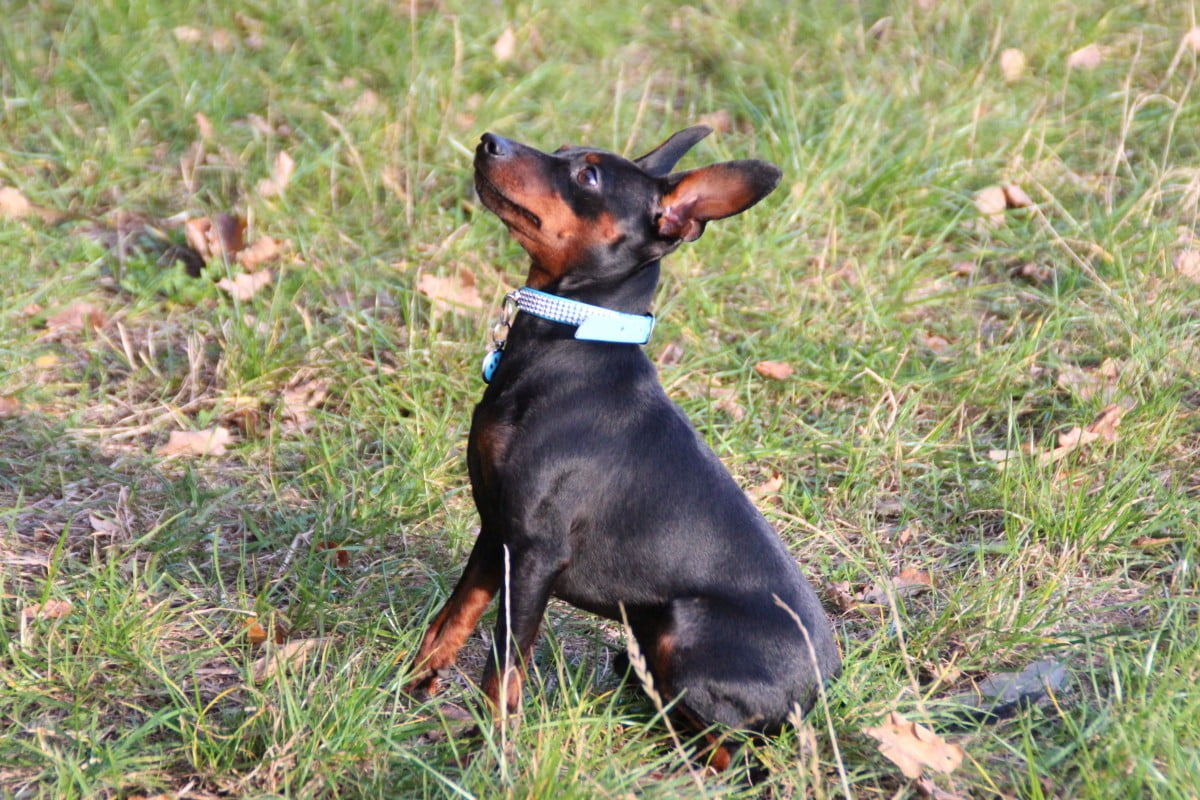 English Toy Terrier