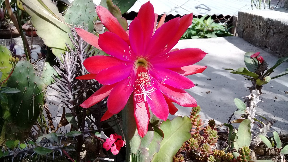 Epiphyllum