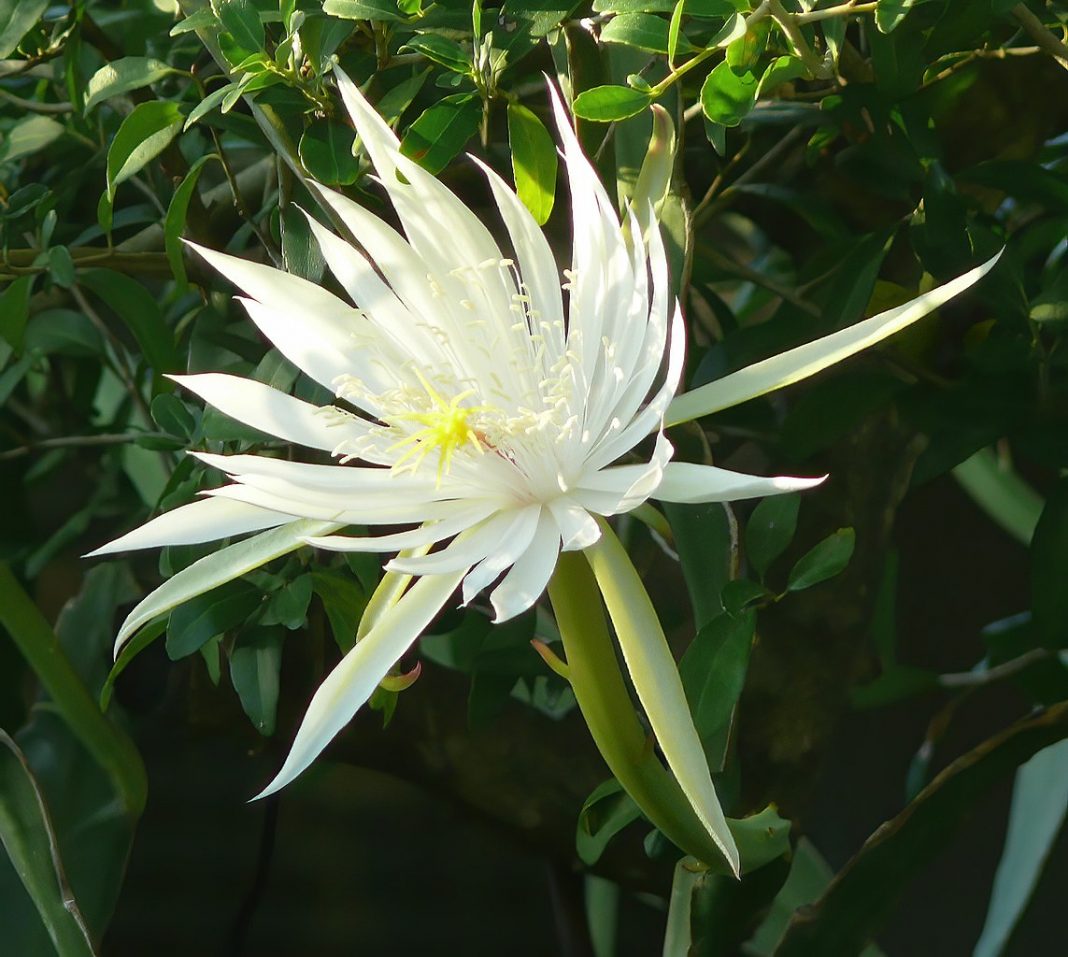 Epiphyllum (Craciunel) - cactusul de apartament cu cele mai frumoase flori