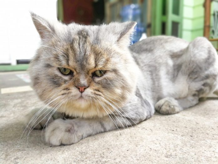 Exotic Shorthair - Pisica mai poartă și denumirile de u201epersana în