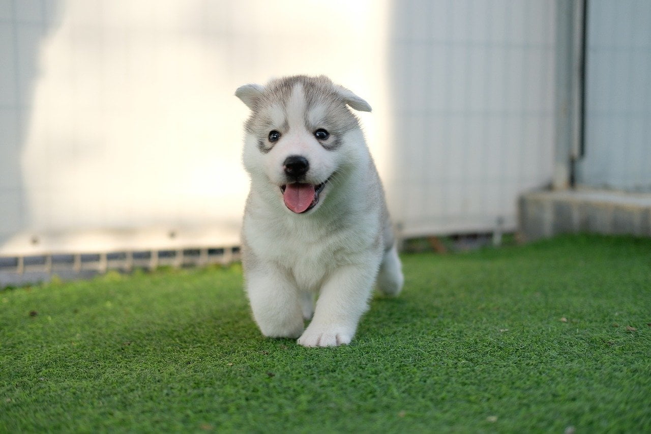 Husky Siberian pui