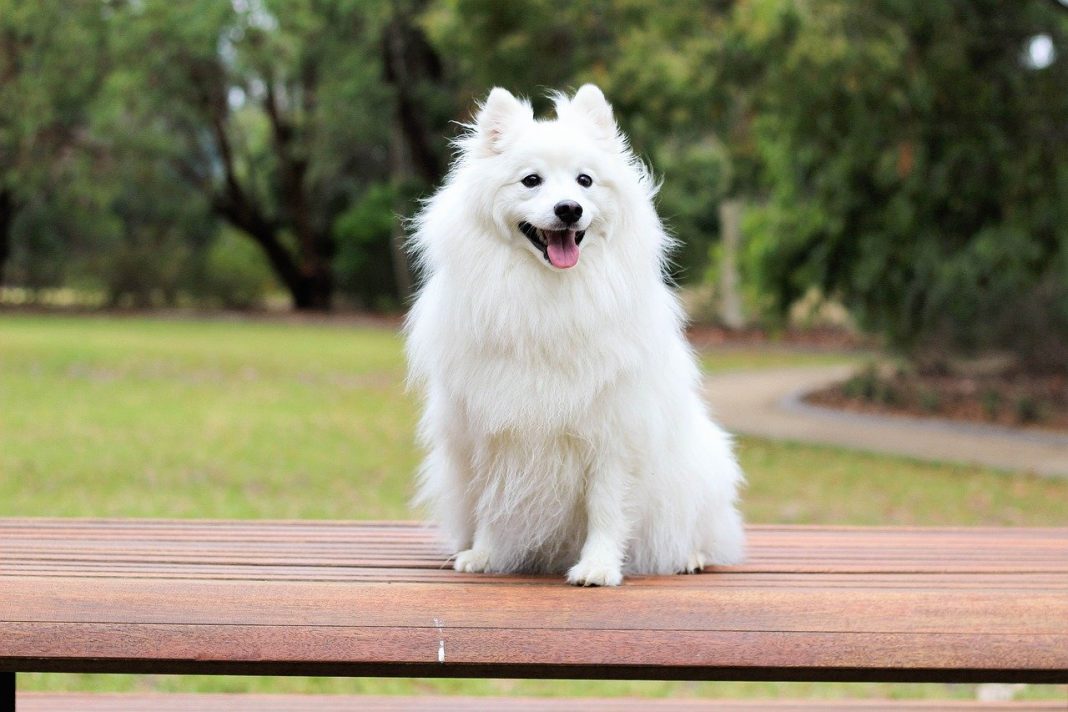 Iată de ce câinele din rasa Spitz Japonez este animalul de companie perfect