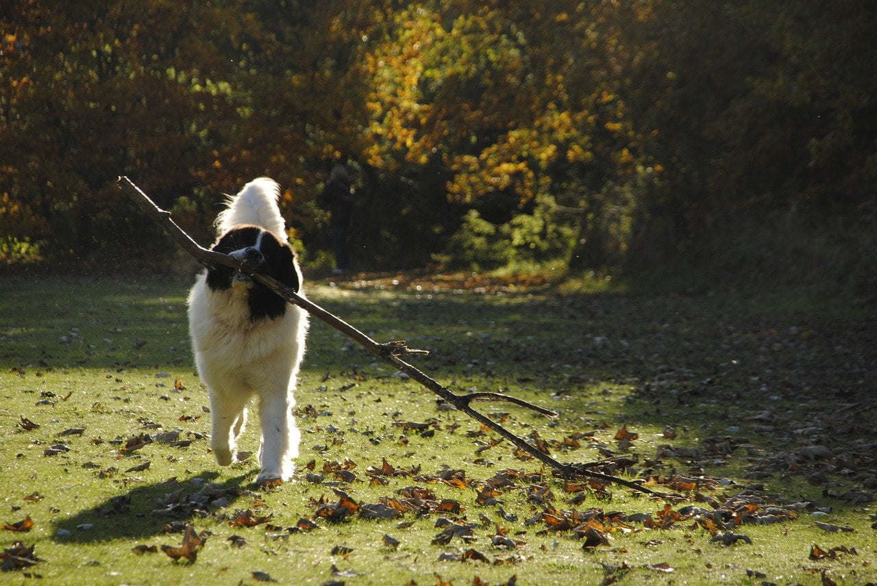 Landseer