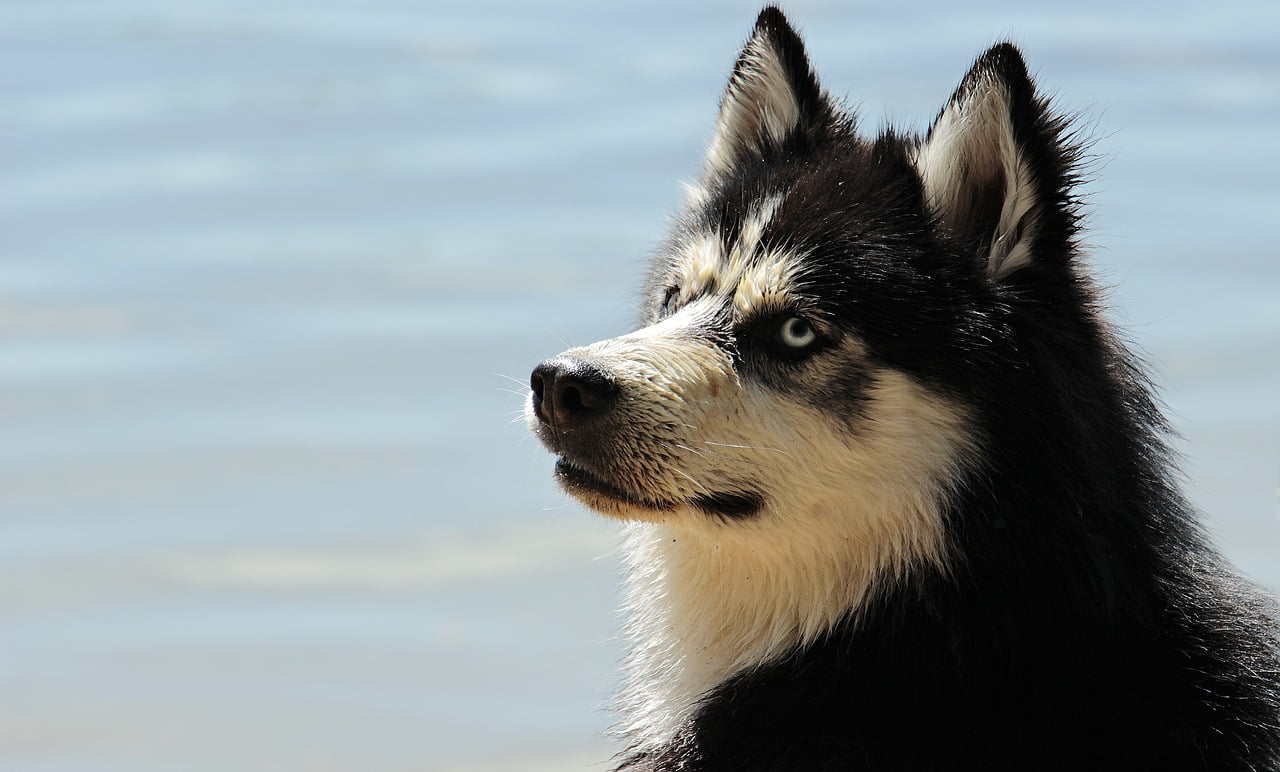 Lapphund Finlandez