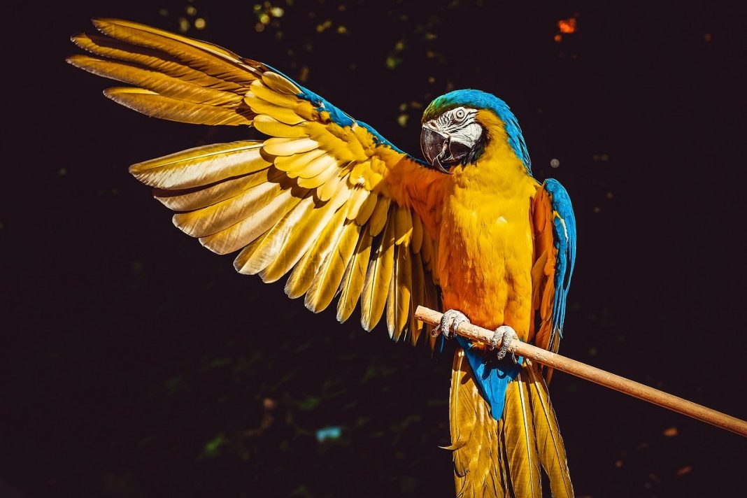 Papagali Ara, păsările fascinante de colivie care te vor uimi prin statura lor