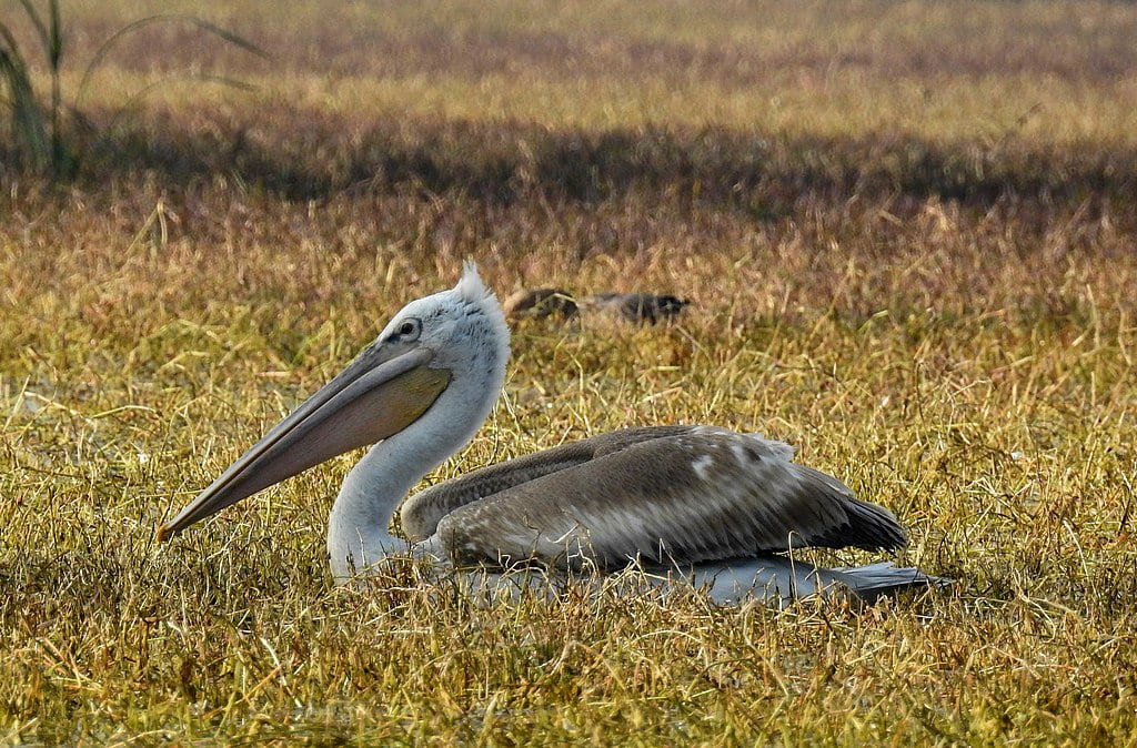 Pelecanus crispus