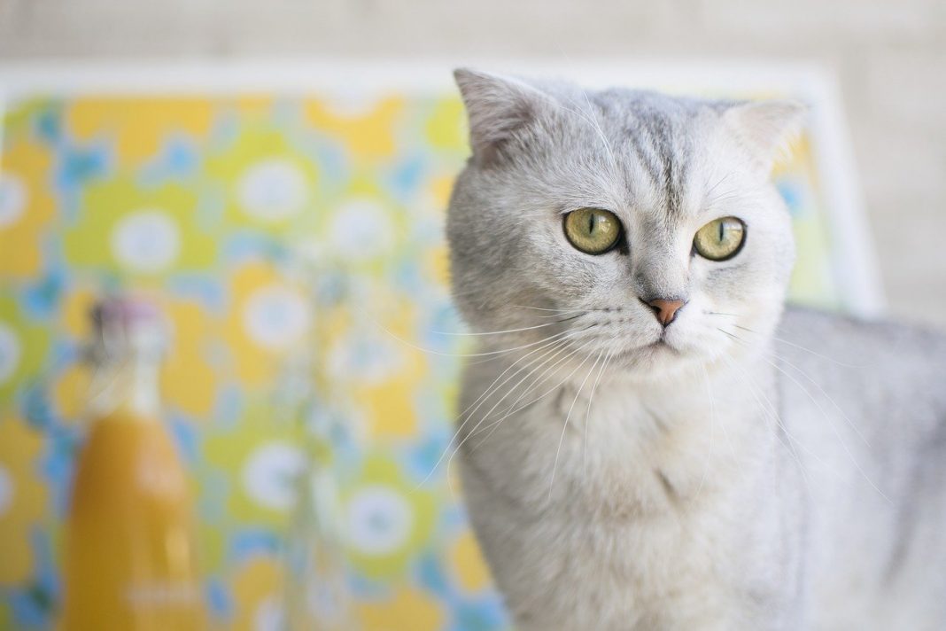 Pisica Scottish fold - vedeta reclamelor televizate