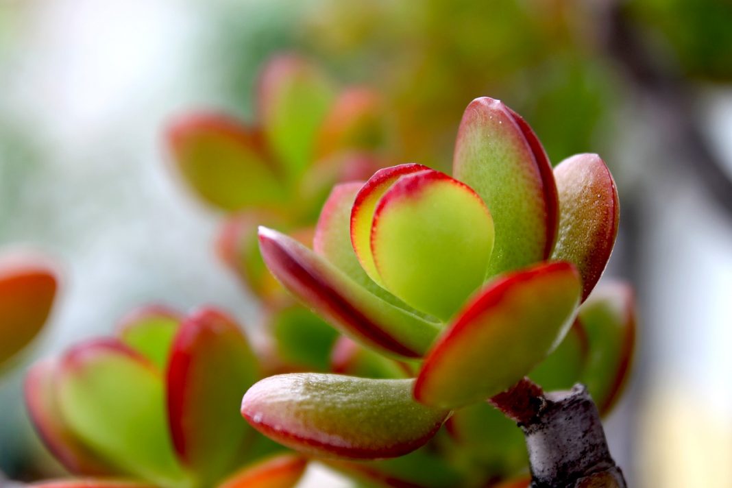 Plantele Crassula - alege-o pe cea care crezi că se potrivește cel mai bine în locuința ta