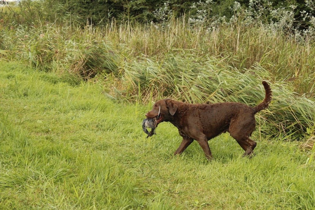 Prietenul tău cel mai bun și plin de energie - câinele din rasa Chesapeake Retriever