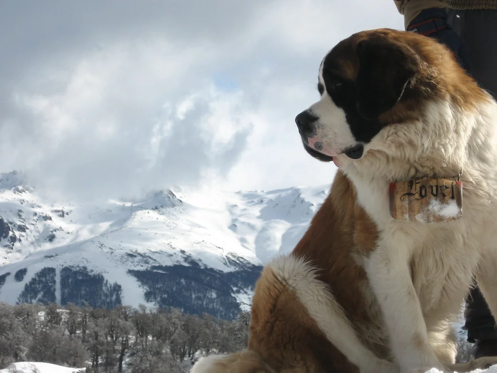 Rasa Saint Bernard - câinele salvator din Alpii Elvețieni