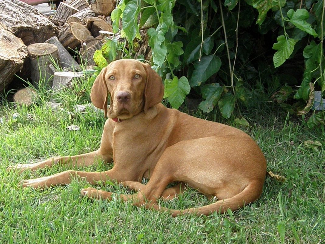 Rasa de câine Vizsla Maghiar - câinele de vânătoare de elită