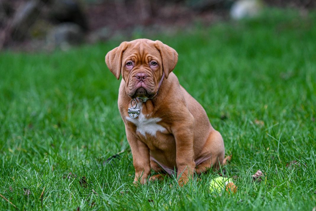 Rasa de câini Dog de Bordeaux - câinele care a câștigat lupte impotriva taurilor