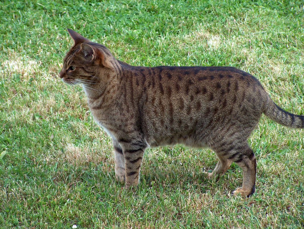 Rasa de pisici Ocicat - leopardul în miniatură