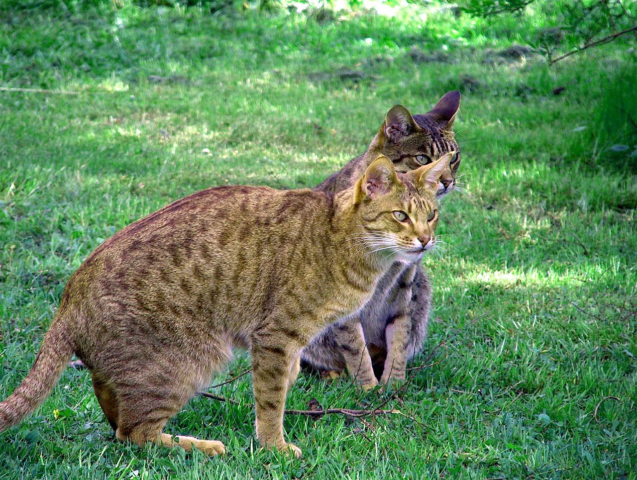 Rasa de pisici Ocicat