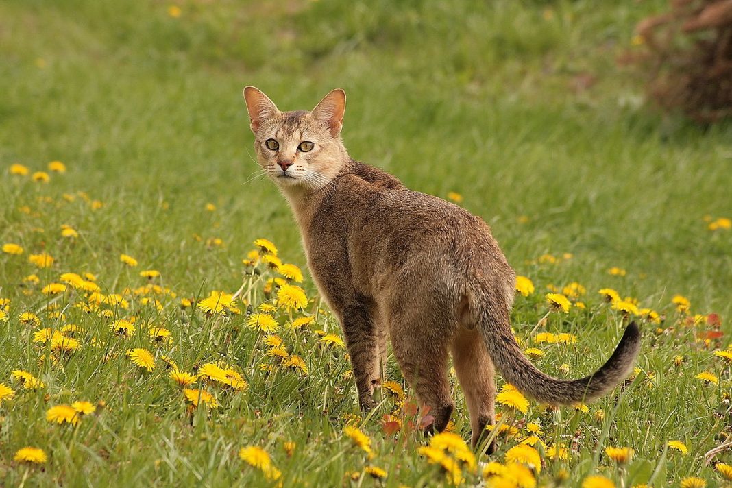 Rase de pisici Chausie - descendente ale felinelor africane de junglă