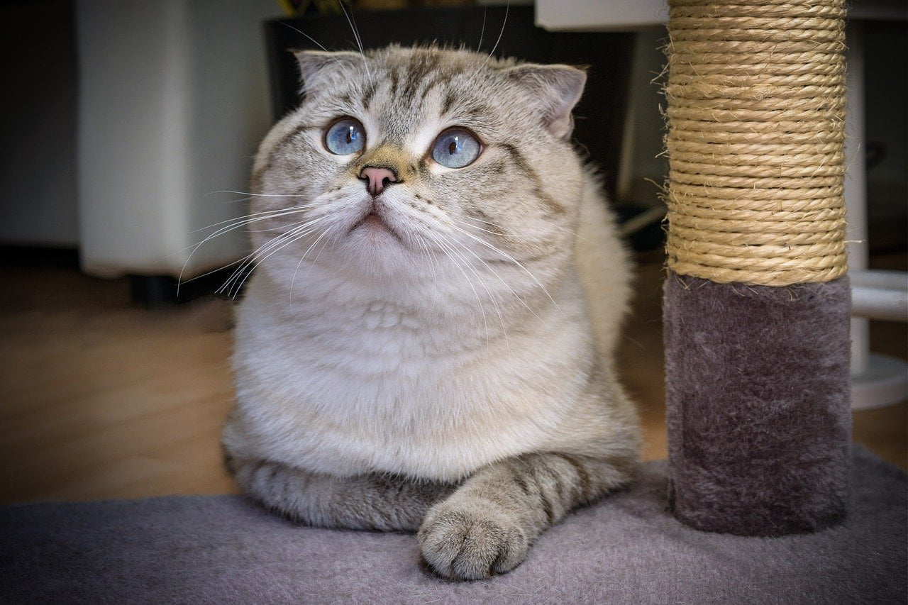 Scottish fold