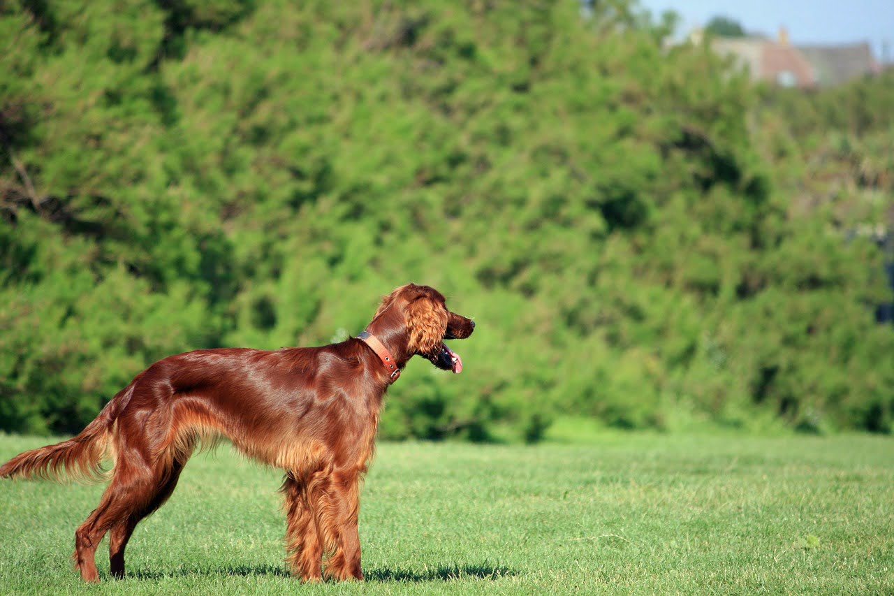 Setter Irlandez