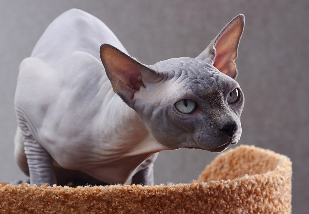 Sphynx - cea mai ciudată rasă de pisici din lume