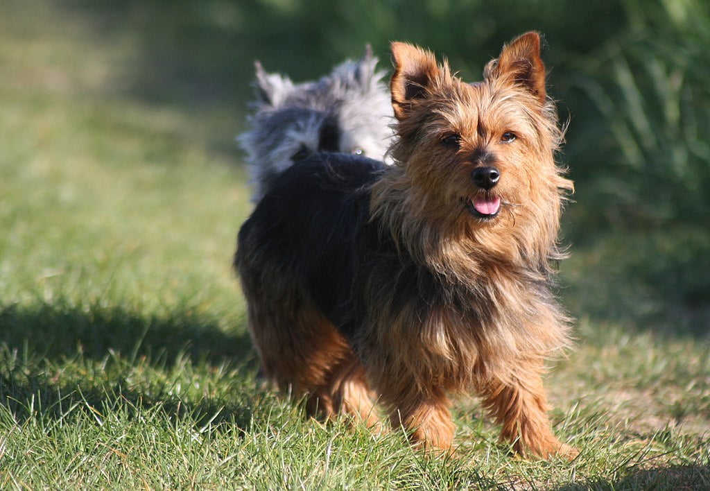 Terrier Australian