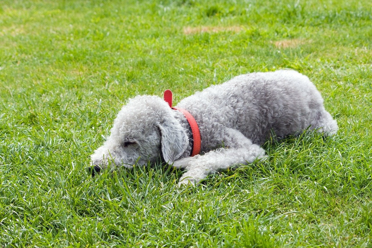 Terrier Bedlington