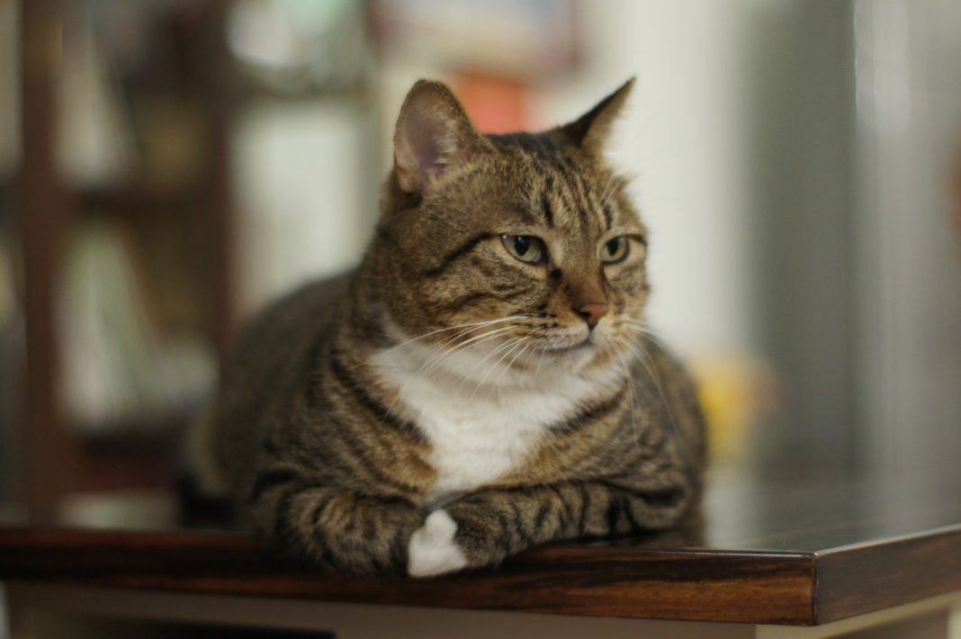 Vi se potrivește o pisică din rasa American Wirehair ca animal de companie