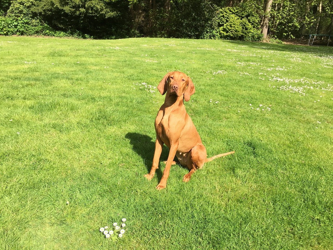 Vizsla Maghiar