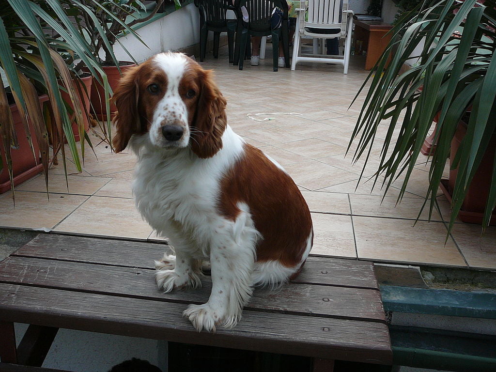 Welsh Springer