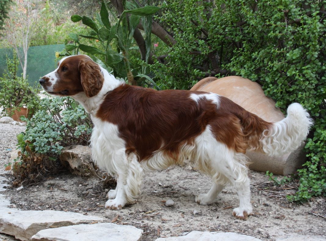 Welsh Springer Foto: www.alegoo.com