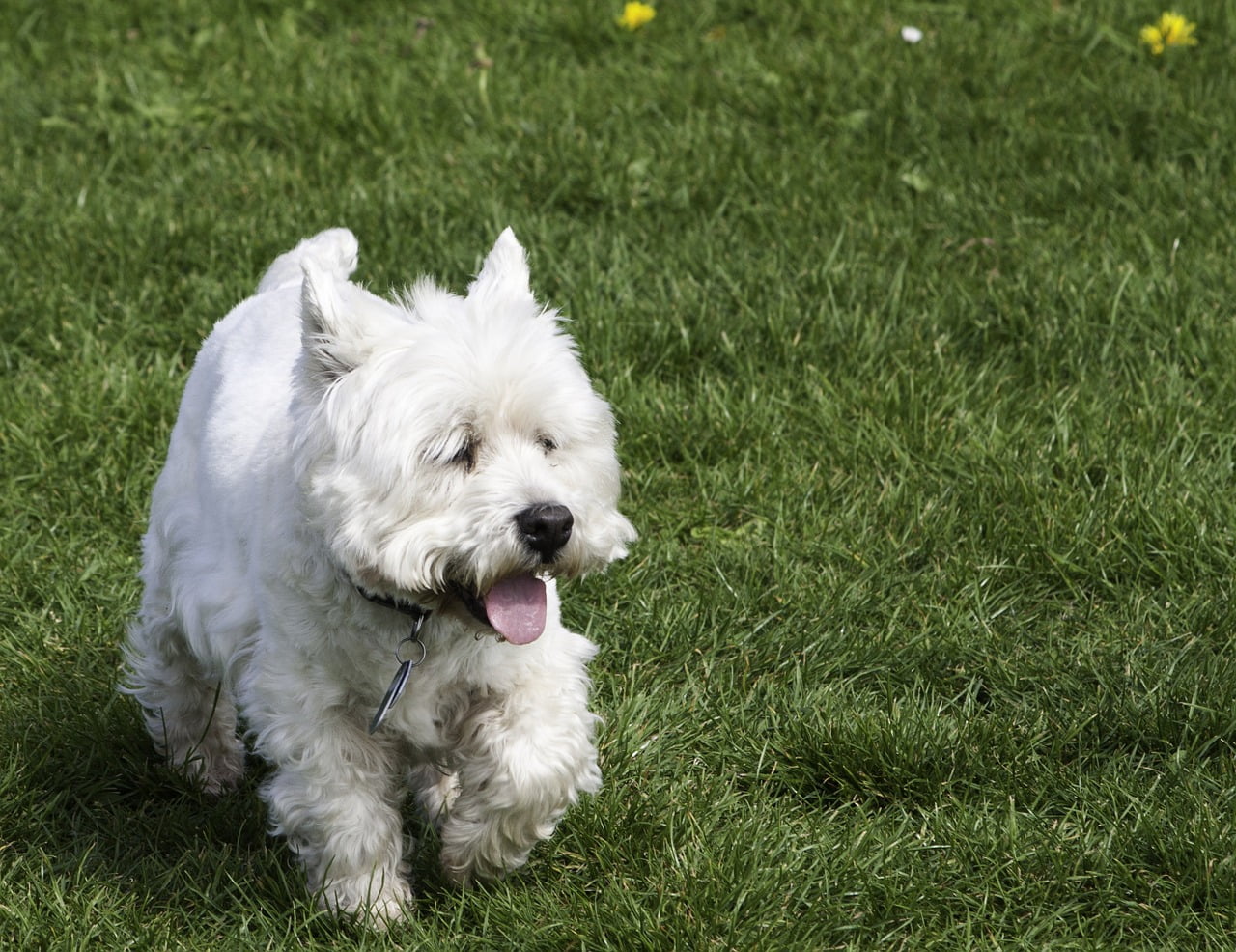 West Highland Fox Terrier