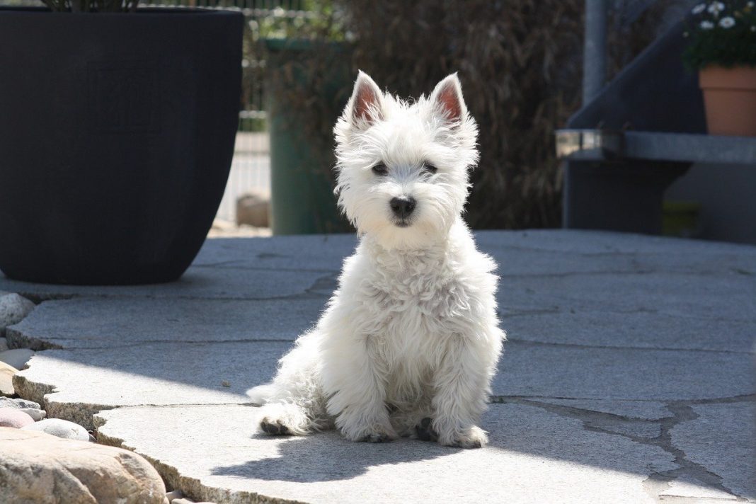 West Highland Fox Terrier - câinele pe care și-l doresc cele mai multe familii cu copii