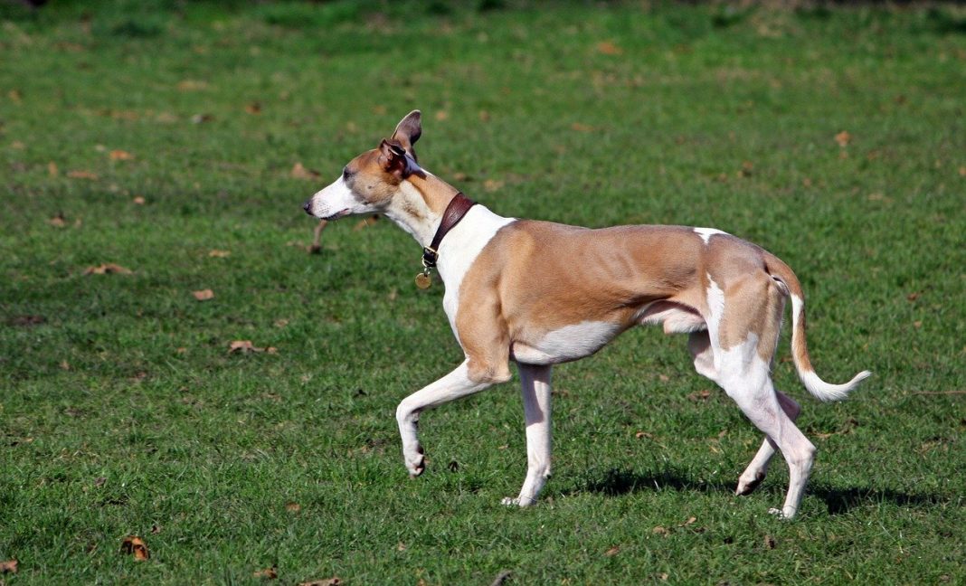 Whippet - câinele cu coada ca de bici