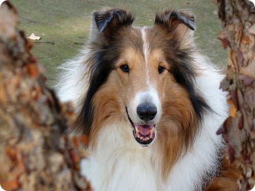 collie