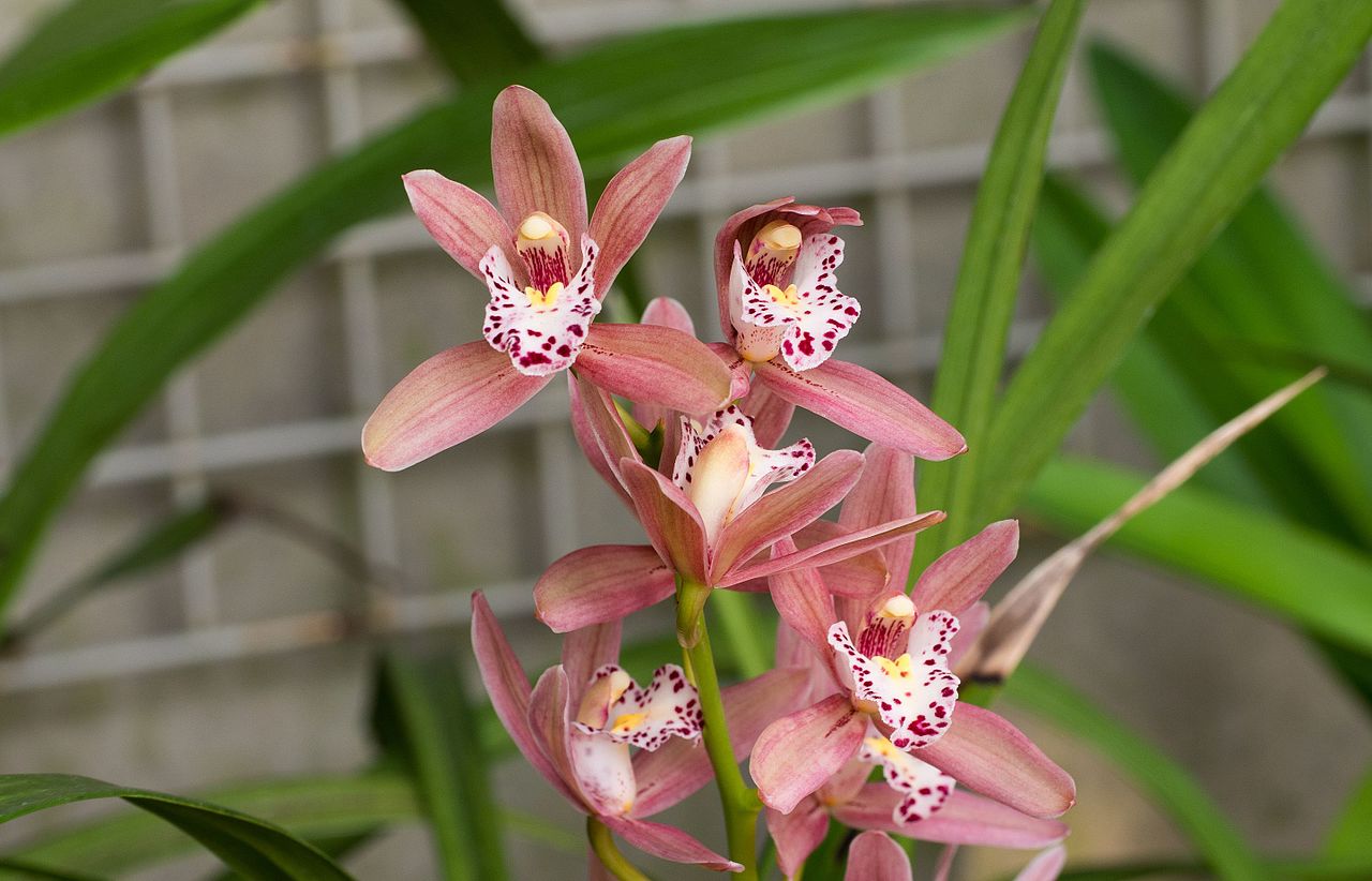 Cymbidium - oferă un ambient exotic locuinței tale