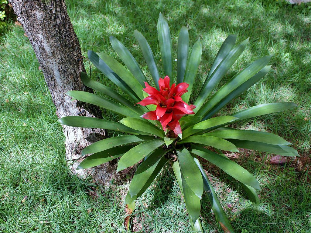 Guzmania