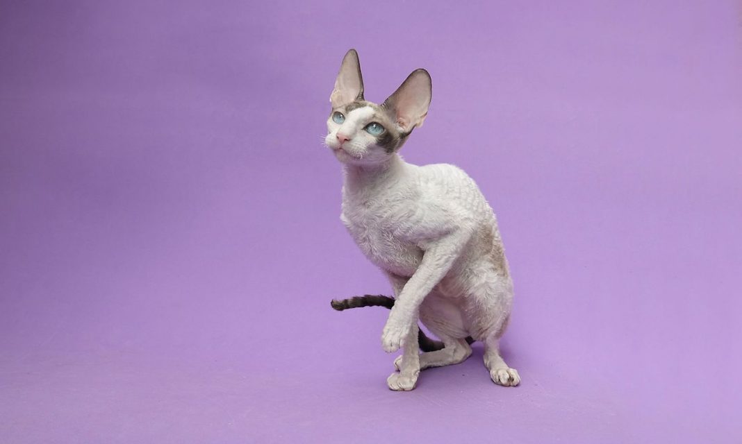 Pisica din rasa Cornish Rex - pisica elegantă cu blanița ondulată