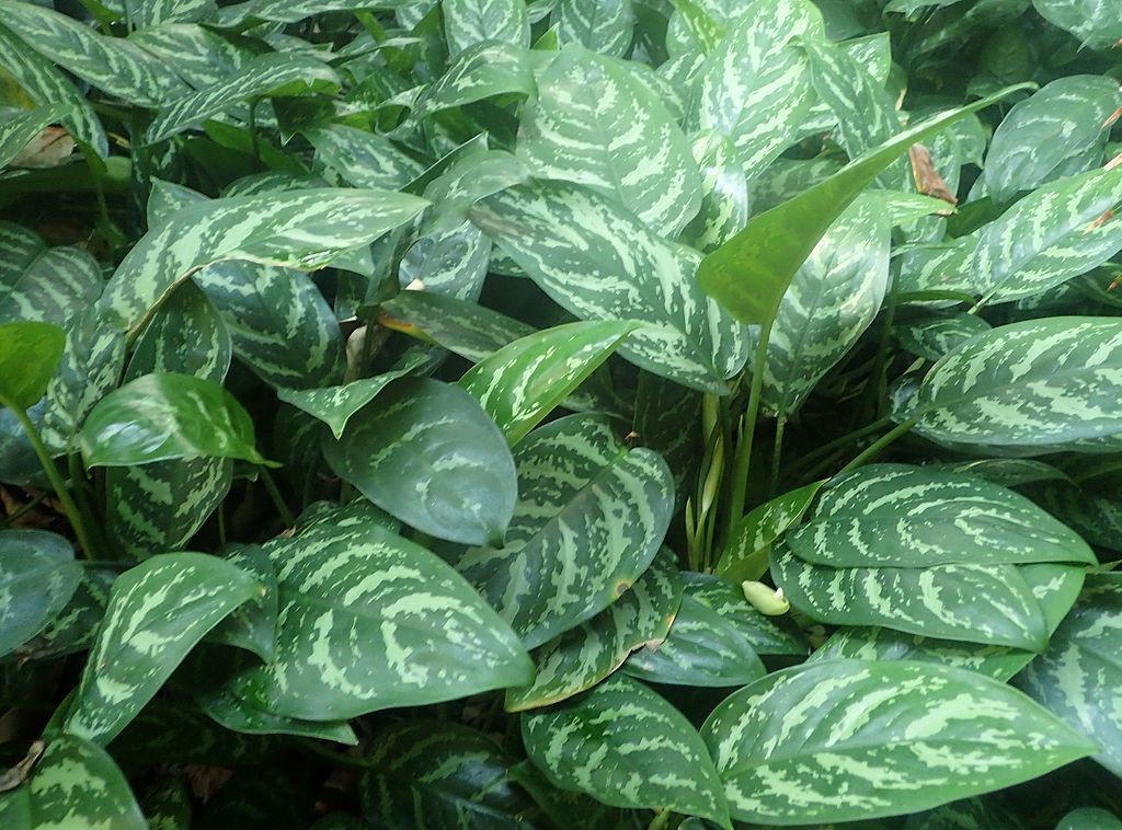 Aglaonema