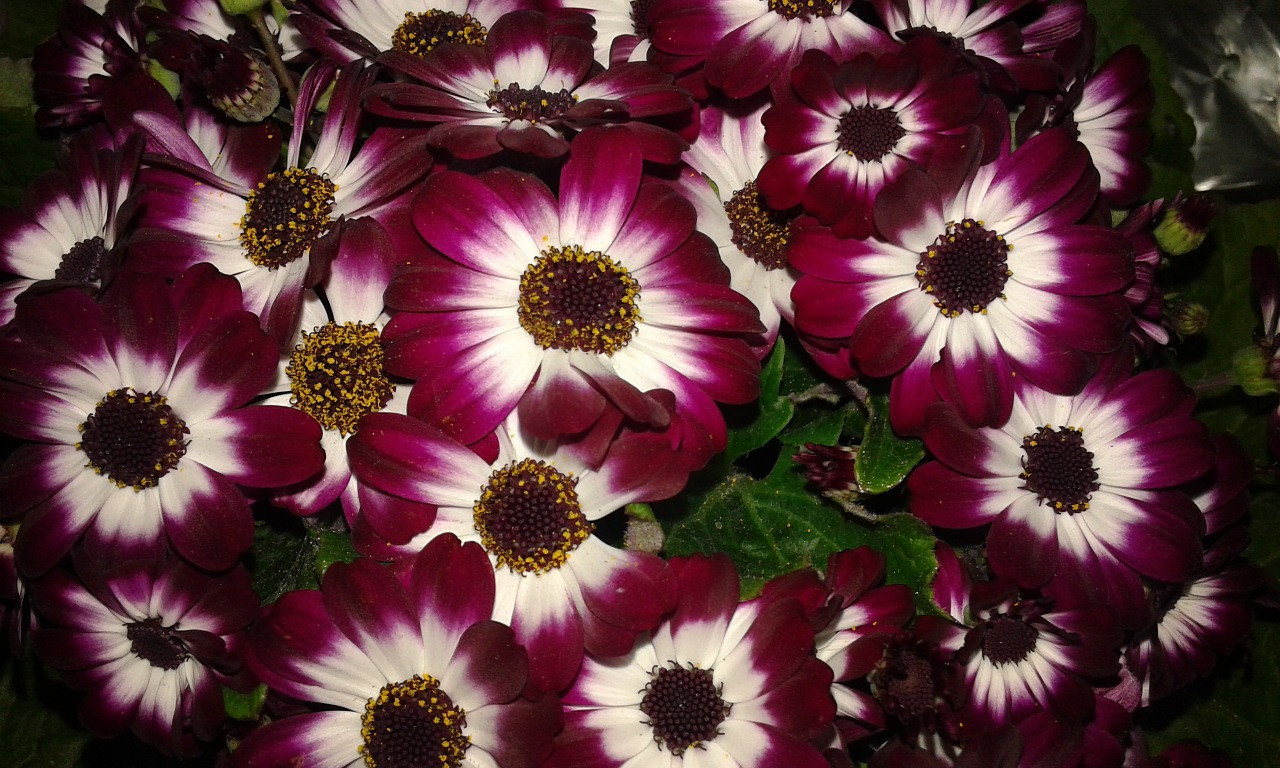 Cineraria