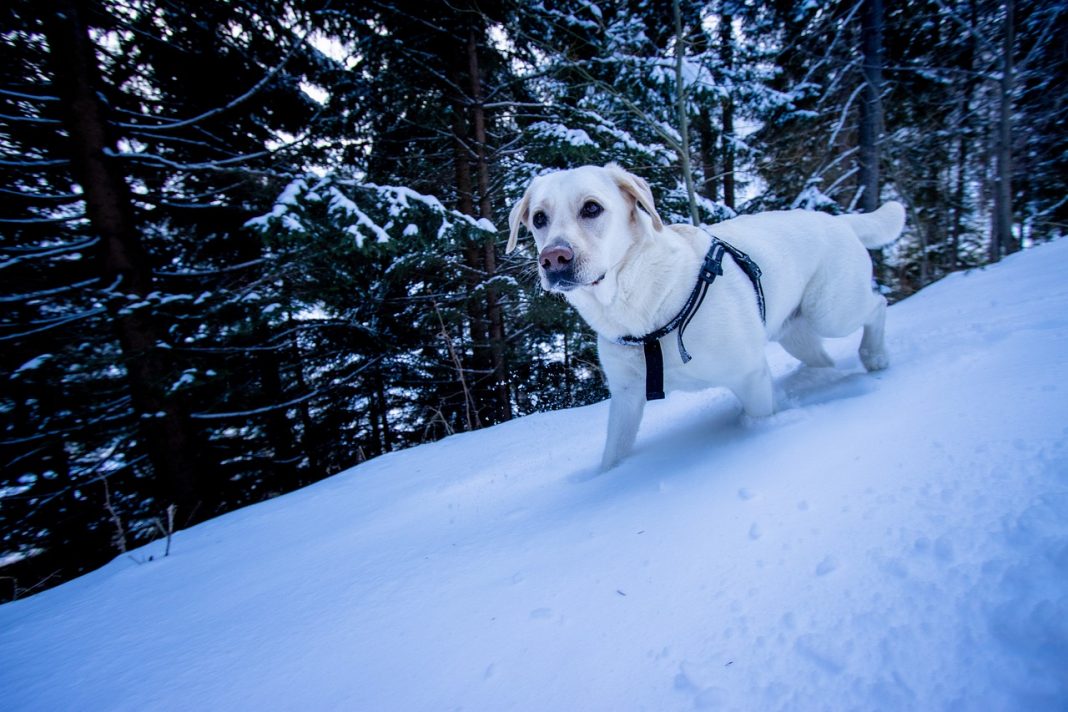 Cum poți să ai o vacanță de iarnă perfectă alături de câinele tău