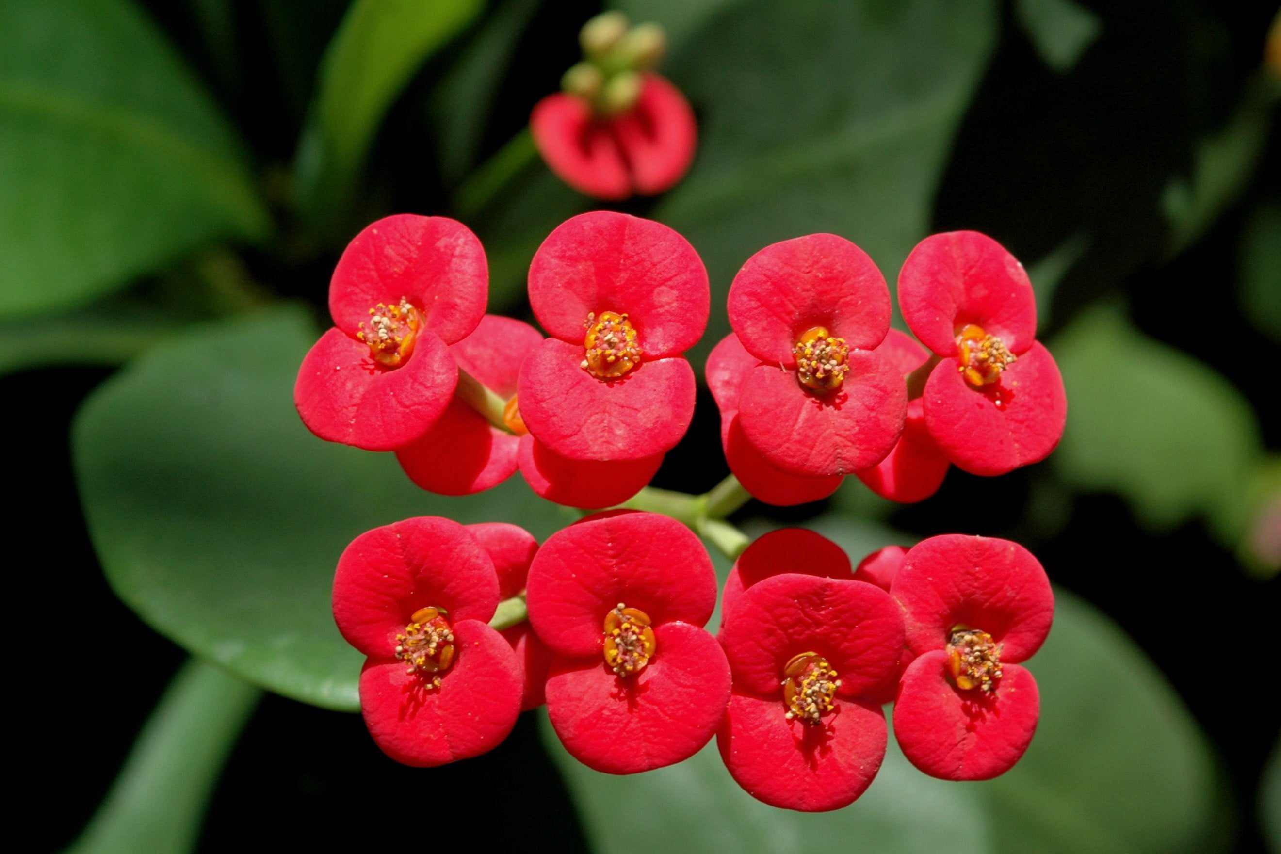 euphorbia-specia-euphorbia-este-alc-tuit-din-peste-dou-mii-de