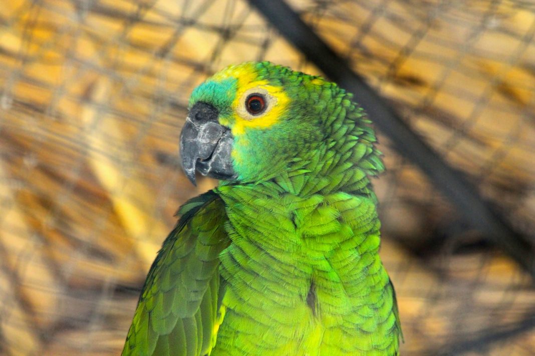 Frumusețea speciilor de papagali Amazonieni - Animaluțul de companie îndrăgit de întreaga familie