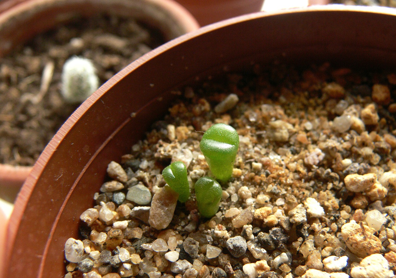 Lithops