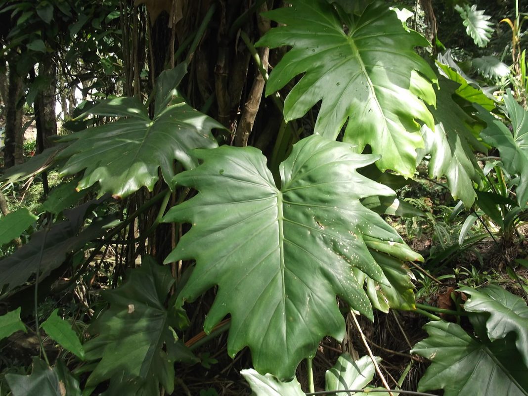 Philodendron - alege specia care se potrivește cel mai bine locuinței tale