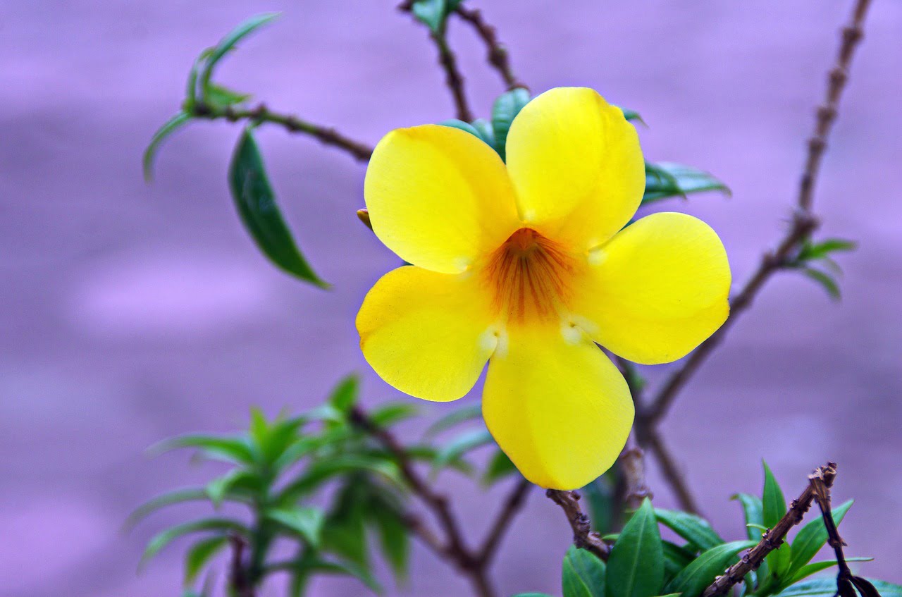 Allamanda cathartica