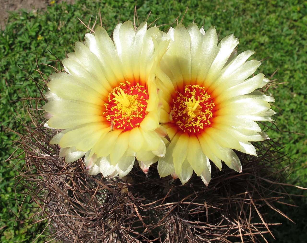 Astrophytum