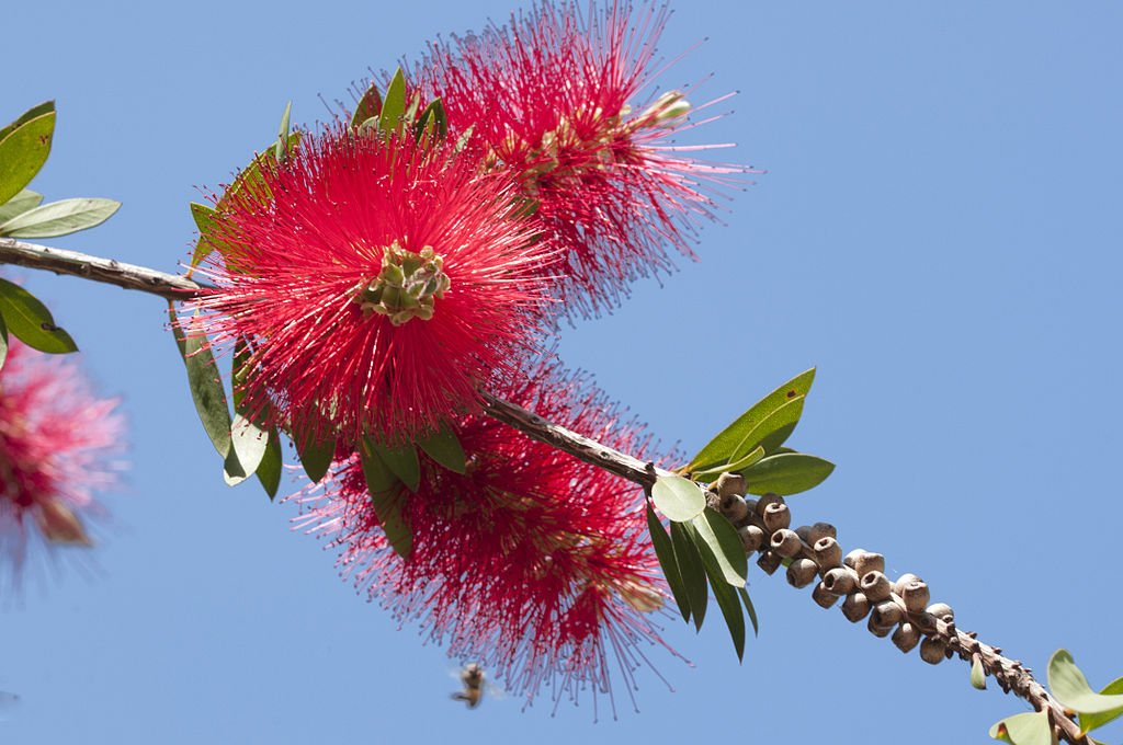 Callistemon citrinus