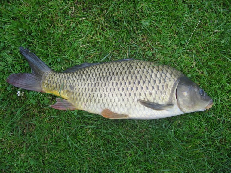 Specia De Pe Ti Crap Una Din Cele Mai Populare Specii De Pesti De Ap   Cyprinus Carpio 768x576 