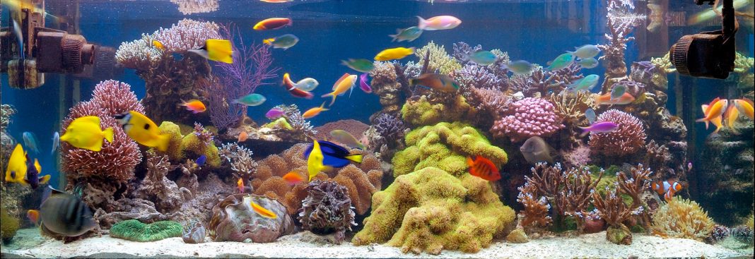 Determină corect numărul peștilor din acvariul tău ținând cont de următorii factori