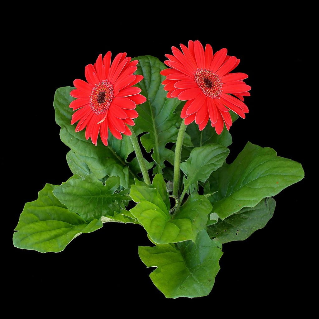 Gerbera jamesonii